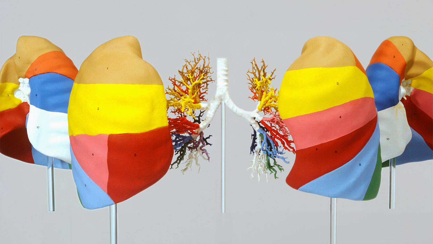 Anatomical Collection