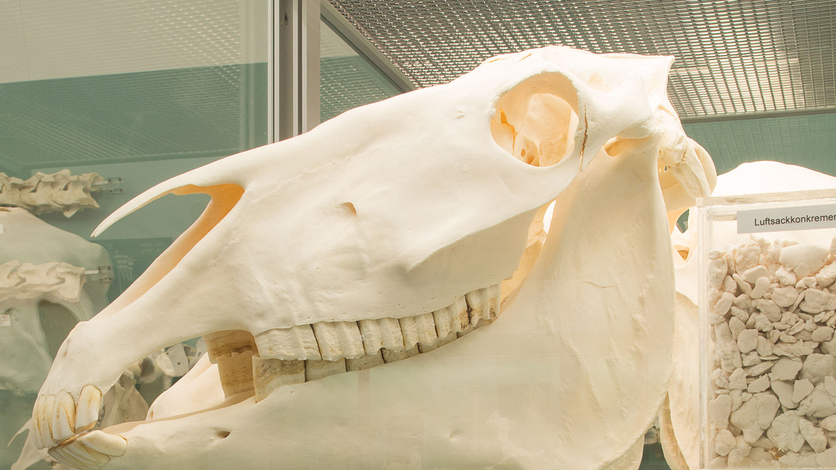 Veterinary Anatomy Collection