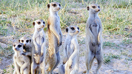 Erdmännchen
