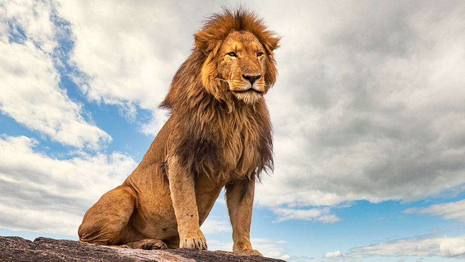 Lion