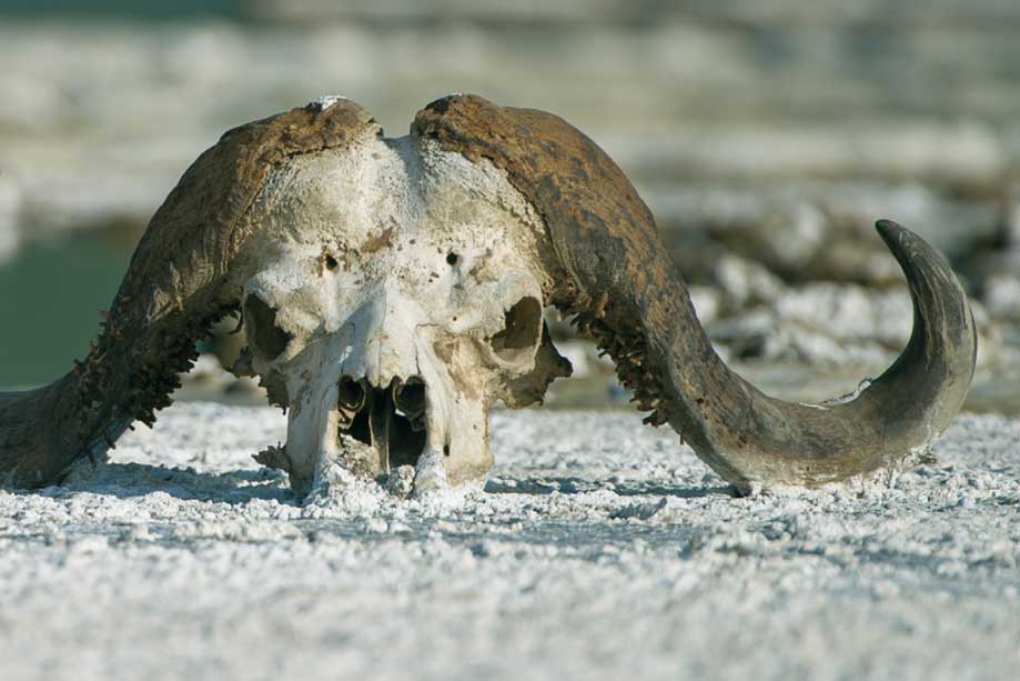 Birth and Death: Lifecycle Strategies in Wild Animals