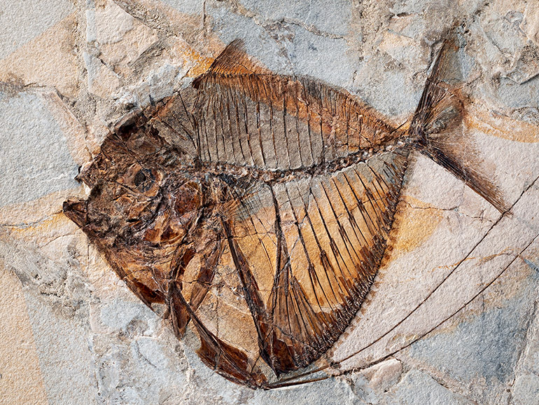 Paleontological Collection