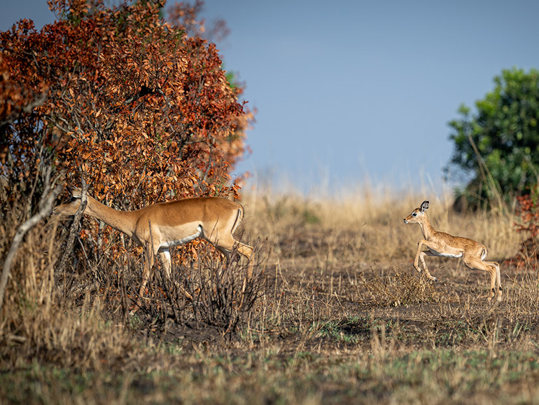 Masai Mara (Picture: Adrian Bieri)