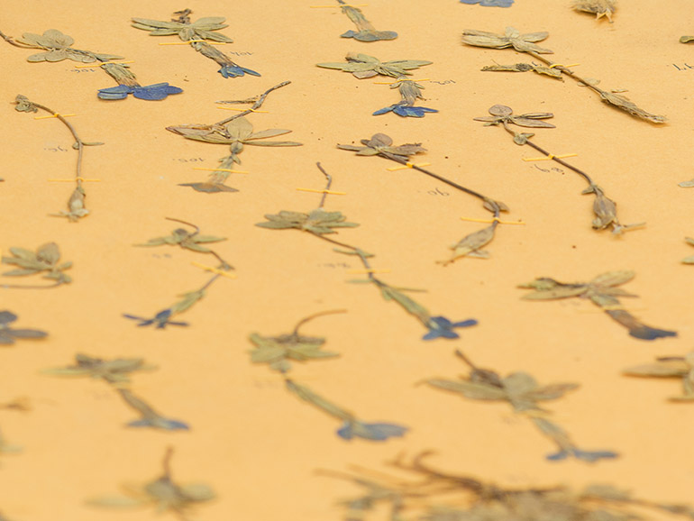 Zurich Herbaria