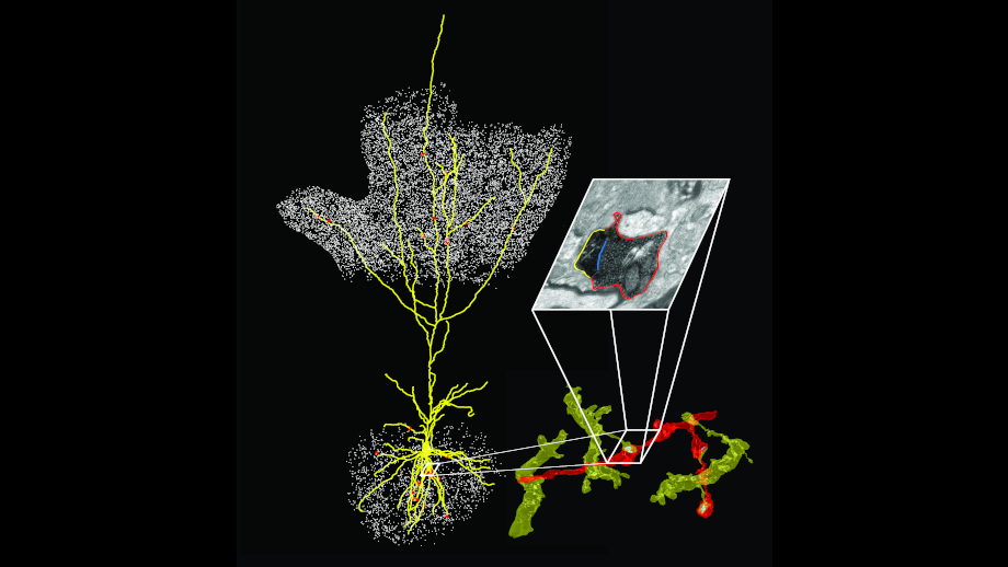 Grafik Neuronen