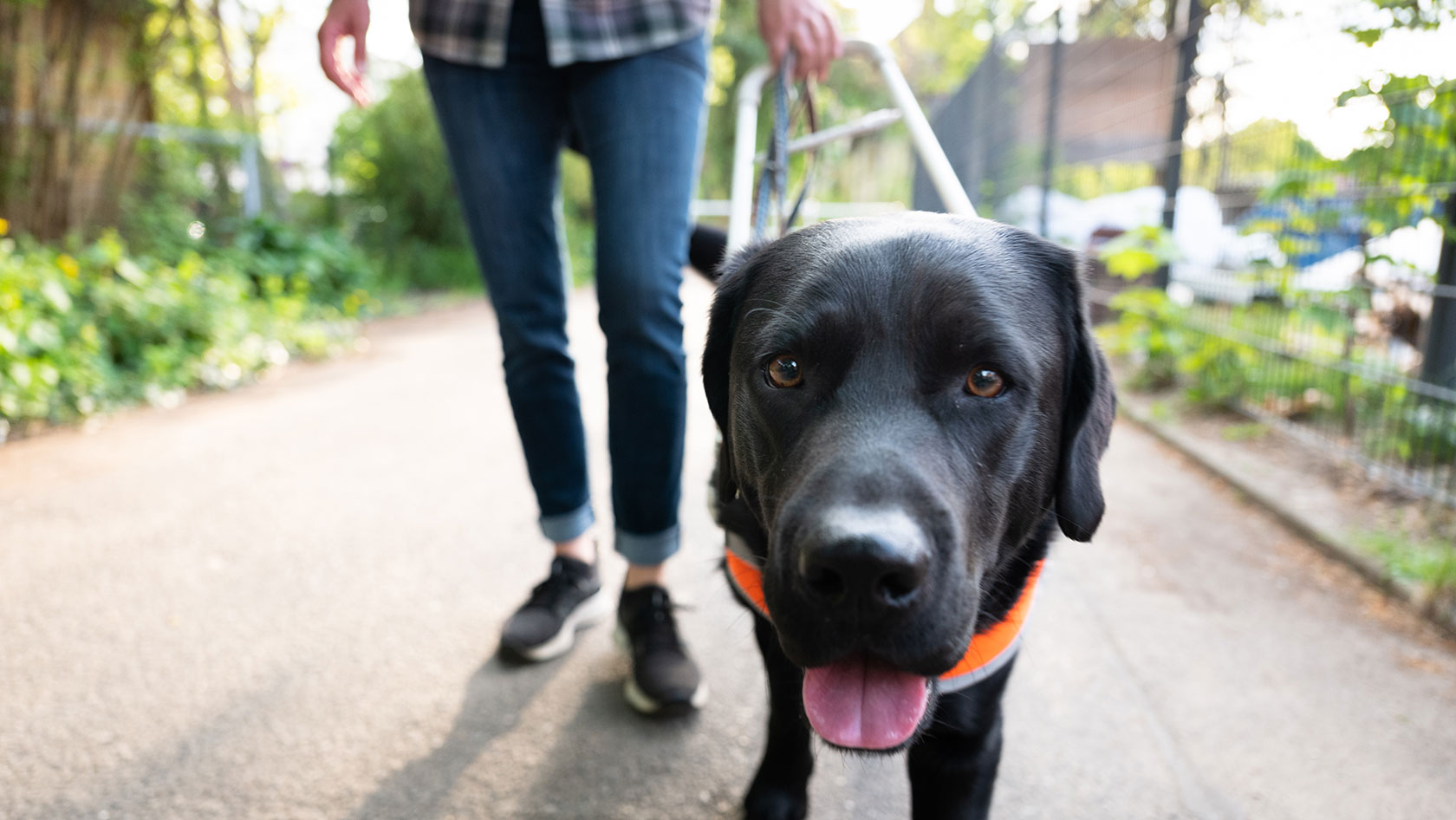 Person and a guide dog