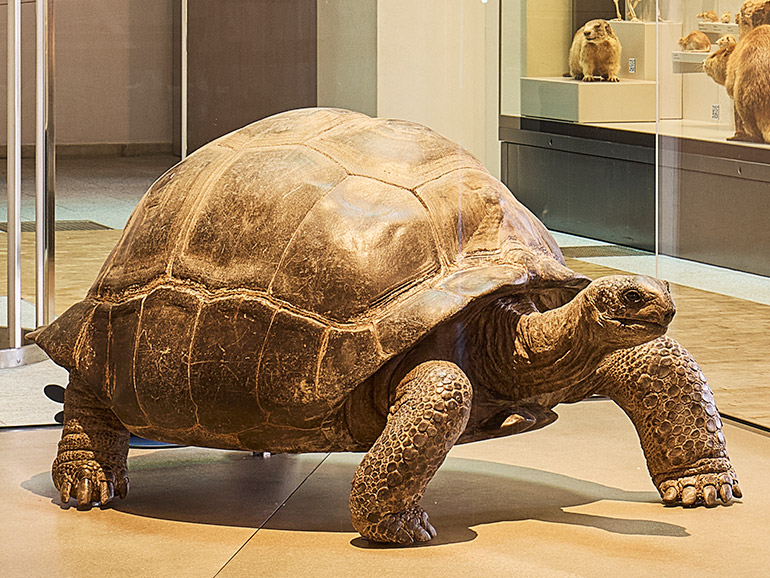 Giant Tortoise in the Natural History Museum