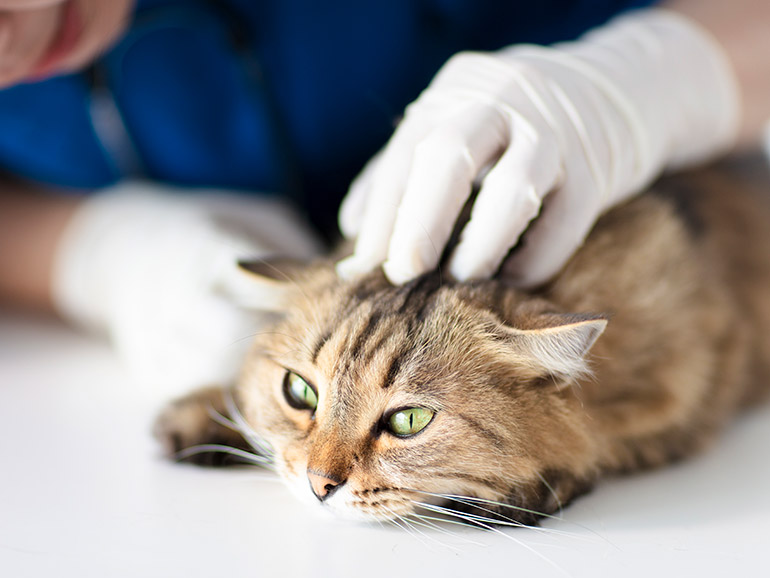 Cat at the doctor's