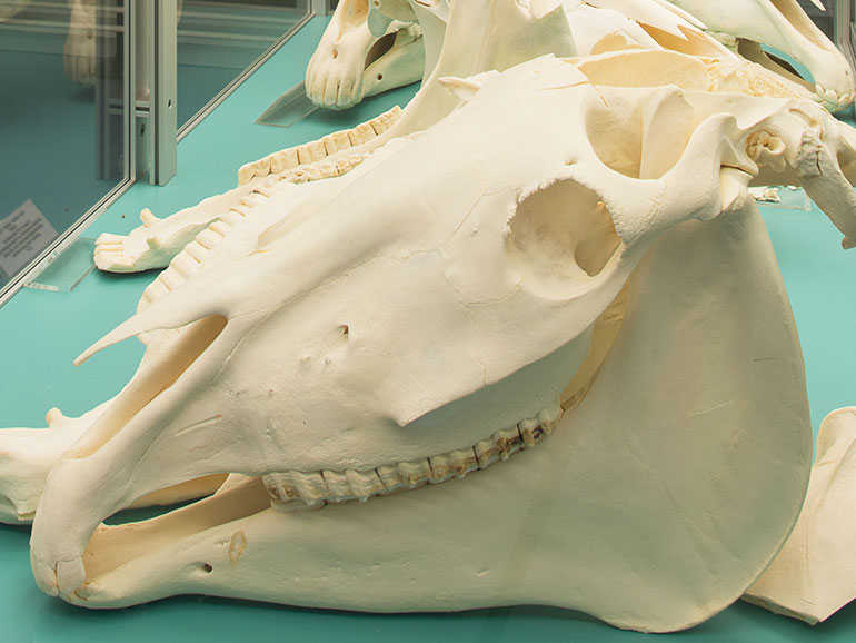 Veterinary Anatomy Collection