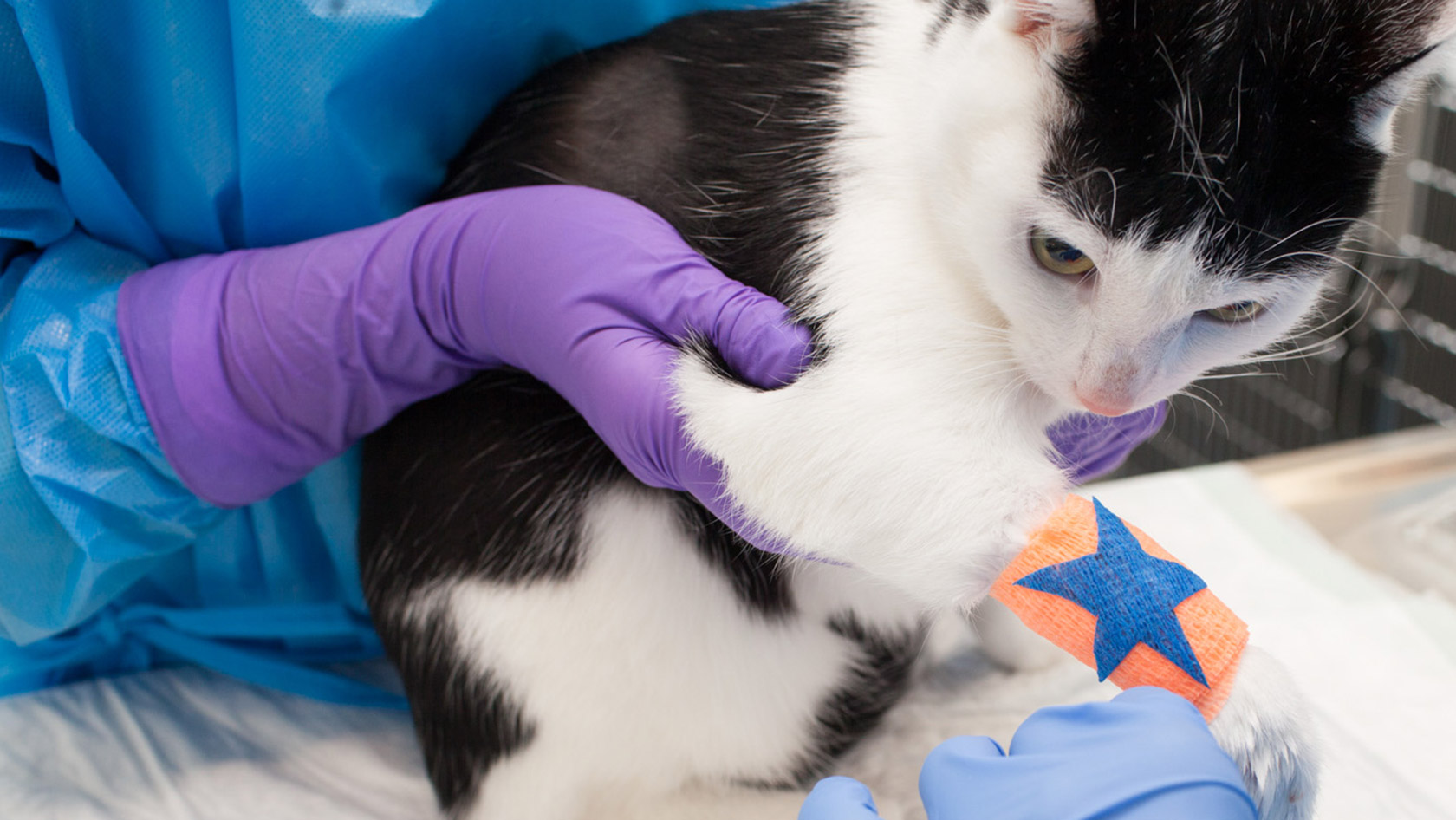 Cat at the vet's