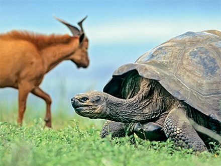 wild animals