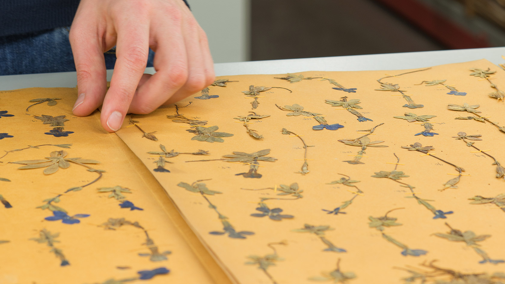 Zurich Herbaria