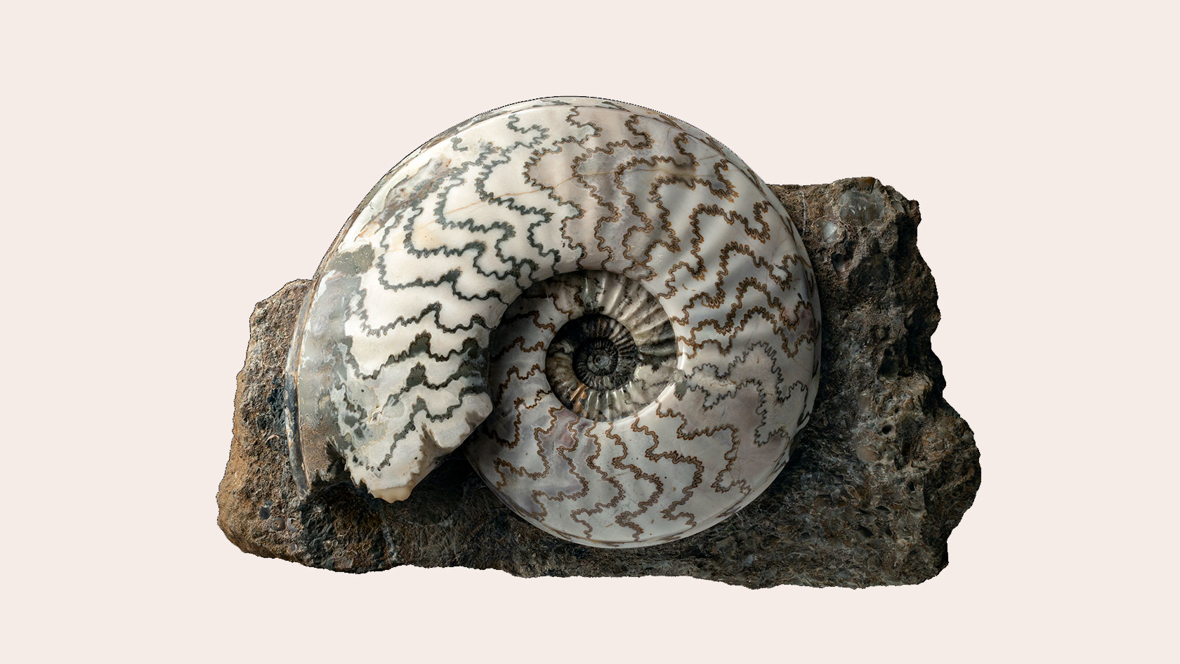 Paleontological Collection